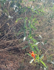 Bignonia longiflora