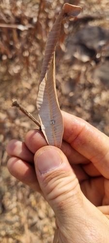Image of Bushveld Ozoroa (Ozoroa paniculosa) by (c) Nic Knott-Craig, some rights reserved (CC BY-SA)