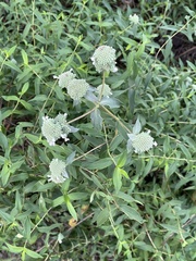 Pycnanthemum verticillatum
