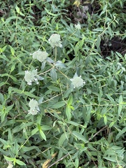 Pycnanthemum verticillatum