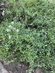 Pycnanthemum verticillatum