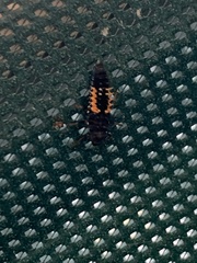 Harmonia axyridis