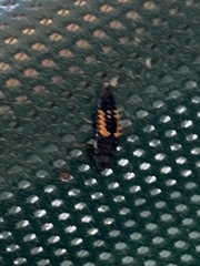 Harmonia axyridis