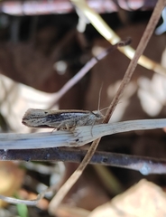 Ypsolopha parenthesella