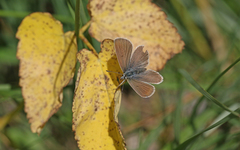 Aricia nicias