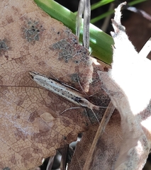 Ypsolopha parenthesella