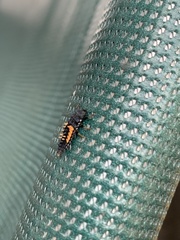 Harmonia axyridis