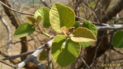 Cordia macleodii