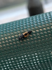 Harmonia axyridis