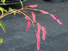 Persicaria orientalis