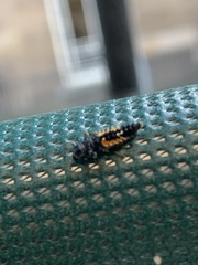 Harmonia axyridis