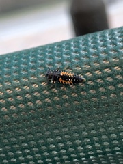 Harmonia axyridis