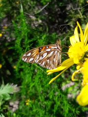 Dione vanillae