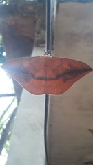 Lonomia maranhensis