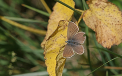 Aricia nicias