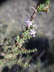 Junellia seriphioides
