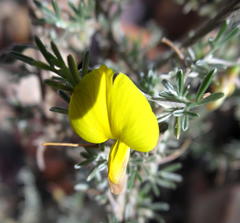 Lotononis dahlgrenii