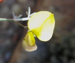 Lotononis dahlgrenii