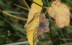 Aricia nicias