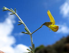 Lotononis dahlgrenii