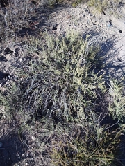 Junellia seriphioides