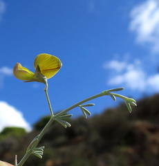 Lotononis dahlgrenii