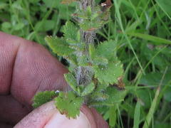 Pseudoselago peninsulae