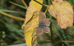 Aricia nicias
