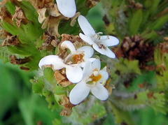 Pseudoselago peninsulae