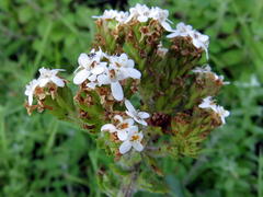 Pseudoselago peninsulae