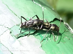 Xylotrechus javanicus
