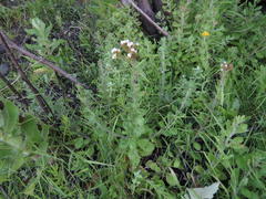 Pseudoselago peninsulae