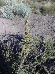 Junellia seriphioides