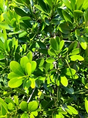 Canella winterana