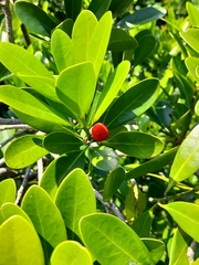 Canella winterana
