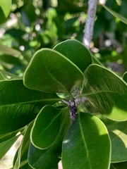 Canella winterana