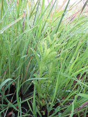 Wahlenbergia krebsii krebsii