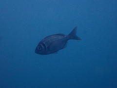 Boopsoidea inornata