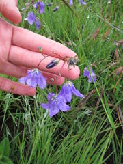 Wahlenbergia krebsii krebsii