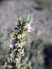 Junellia seriphioides