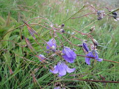 Wahlenbergia krebsii krebsii