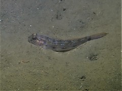 Acentrogobius pflaumii