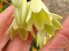 Ornithogalum regale