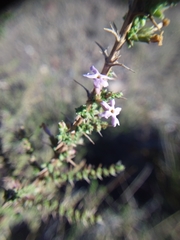 Junellia seriphioides