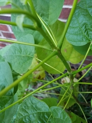 Magnoliopsida