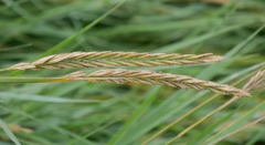 Elymus athericus