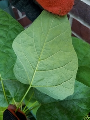 Magnoliopsida