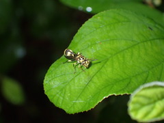 Ropalidia ornaticeps