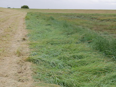 Elymus athericus