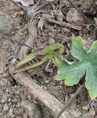 Chorthippus fallax fallax